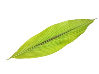 Turmeric leaf isolated on white background 