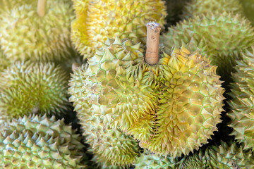 durian, a large pile of durian, fresh durians stacked together, durian tropical fruit market concept, seasonal produce, agriculture, and export product of asia