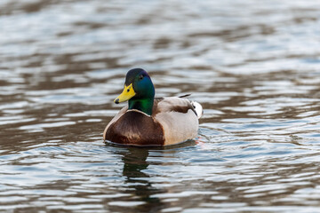 Duck swims in the pond.