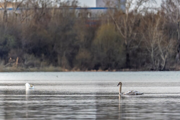 Graceful white Swan swimming in the lake, swans in the wild. Portrait of a white swan swimming on a lake.