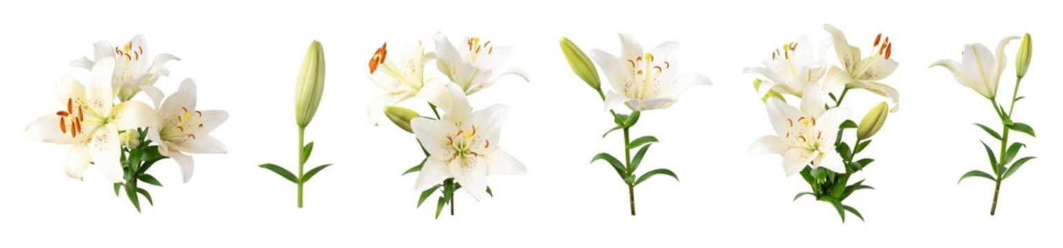 Cut out collection of white lily flowers with green leaves and buds isolated on background. With clipping path. Beautiful bouquets of lilies, flowers for design, postcards, congratulations