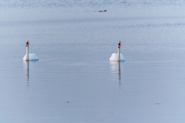 Two Graceful white Swans swimming in the lake, swans in the wild