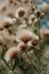 dandelion seed head
