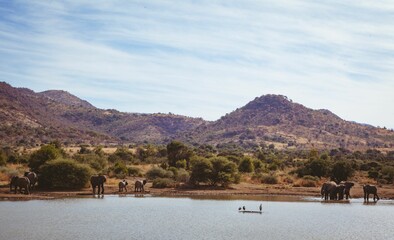 Elephants at lakeshore by mountain