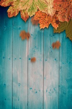 Fototapeta Autumn maple leaves are layering along top edge in flat design, with turquoise wood backdrop