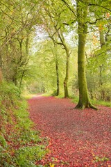 Peaceful autumn scene in forest