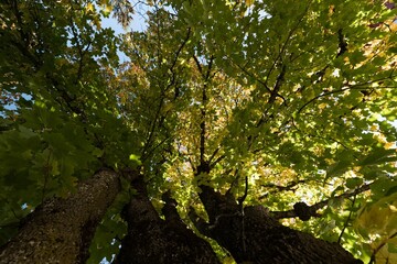 Leaves in a branch of tree