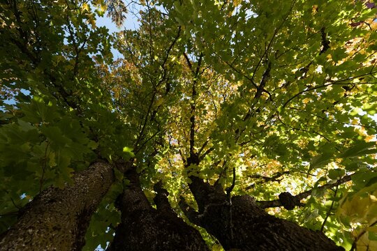 Fototapeta Leaves in a branch of tree