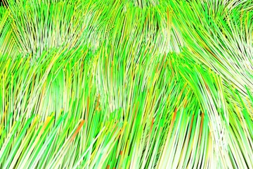 Illuminated colorful fiber optics