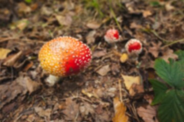 High angle view of toxic mushroom growing on field