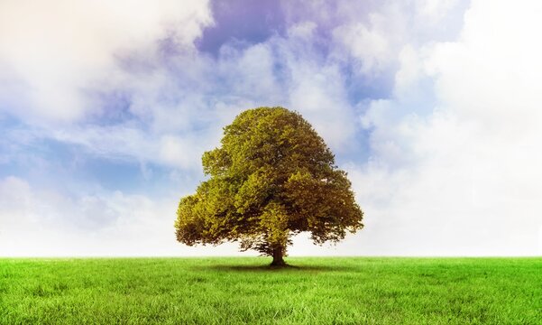 Fototapeta showing solitary broadleaf tree rising from lush grass field under cloudy blue sky in flat design