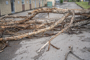 Tree blown over during storm in a car park