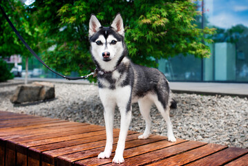 A dog of the mini husky breed stands on a bench against a background of green trees. The Alaskan klee kai looks intently straight ahead. The photo is blurred and horizontal © Olha