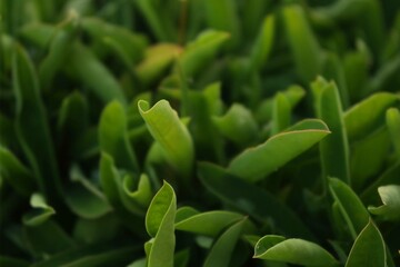 A close-up of vibrant green leaves with a blurred background, showcasing the beauty of nature with a soft focus and soothing tones