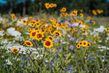 Vibrant Summer Wildflowers Blooming Outdoors in Christchurch, New Zealand