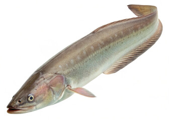Knifefish, isolated on a clean white background, high-resolution PNG format with transparent background.