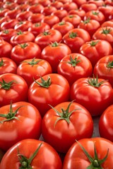 red tomatoes on the vine