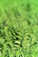 A soft-focused close-up of green leaves, creating a tranquil and organic feel. The blurred background highlights the texture of the plant, emphasizing a sense of calm and nature's beauty
