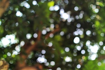 Abstract bokeh of sunlight filtering through tree leaves, creating a soft, blurred effect with circular light spots. Perfect for use in backgrounds, nature themes, or abstract designs