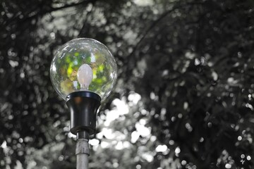 A streetlamp in color contrasts against a black-and-white background of trees, creating a selective...