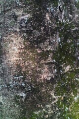 Close-up of tree bark with textured layers of moss and natural patterns. The intricate details of the bark create a rugged, organic feel, ideal for nature-themed or background usage.