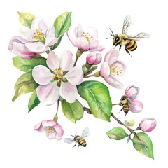 Apple Blossoms Buzzing Bees, watercolor painting vector, isolated on a white background. © AMIDCO