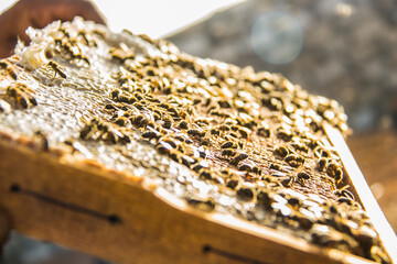 closeup shot of bee worker in hive frame at the fresh honey harvest, healthy nutrition, sunny day,...