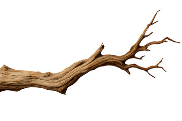 Twisted Branch Art isolated on transparent background