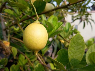 A close-up of a ripe lemon still attached to the tree branch, set against a green, leafy...