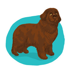Sweet chocolate brown newfoundland dog illustration.