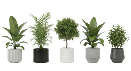 Obraz premium Row of potted houseplants isolated PNG with Transparent Background
