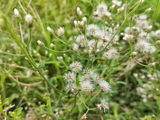 Little Ironweed flowers (Cyanthillium cinereum) in outdoor garden 