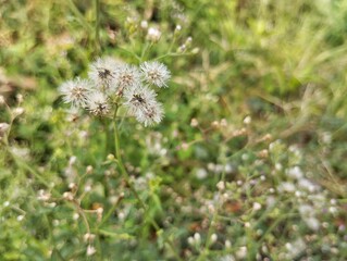 Little Ironweed flowers (Cyanthillium cinereum) in outdoor garden 