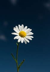 A white daisy with a yellow center standing alone in the frame, with a dramatic deep blue sky