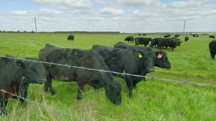Cattle grazing peacefully in a lush green pasture, surrounded by a sturdy barbed wire fence
