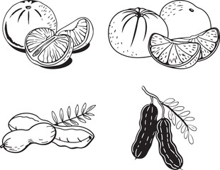 vector fruit illustration Art bundle