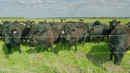 Obraz premium A herd consisting of Black Cattle can be seen Grazing peacefully in a lush Green Pasture