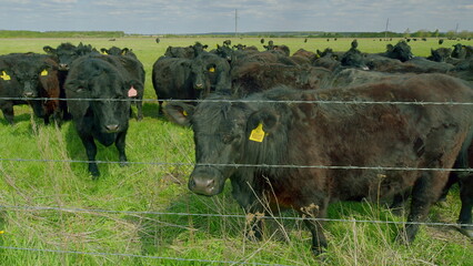Cattle Grazing Gracefully in a Beautifully Lush Green Pasture Under Clear Blue Skies