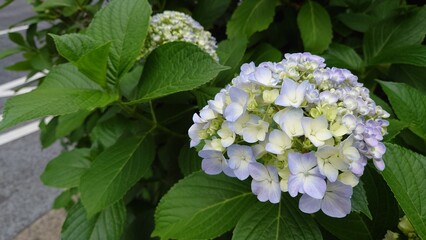 白い紫陽花