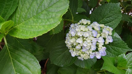 白い紫陽花