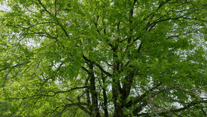 Lush Green Tree Canopy with Beautiful and Vibrant Leaves Everywhere You Look Above