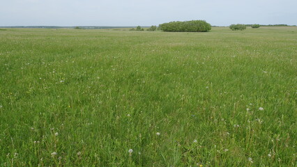 A vast green grassland filled with dandelions and shrubs under a clear blue sky
