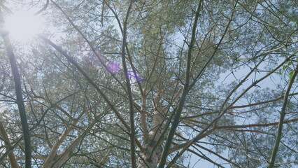 Beneath a Lush Tree Canopy, With Gentle Sunlight Filtering Through the Leaves Above