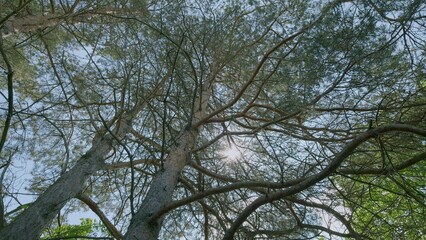 Experience a Peaceful Canopy View Through Tree Branches Illuminated by Gentle Sunlight