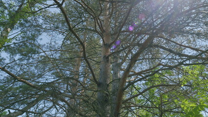 Radiant Sunlit Tree Canopy Displaying Beautiful and Colorful Orbs in a Natural Environment
