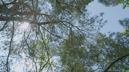 A Beautiful and Lush Canopy View of Sunlit Trees in Nature During the Bright Daytime