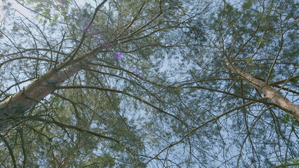 Serene Canopy A Unique Perspective on Natures Exceptional Beauty from Above the Forest Groves