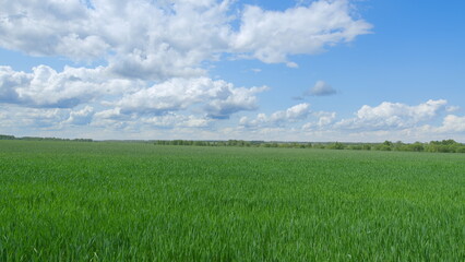 Expansive green fields stretch out beautifully beneath a bright and clear blue sky