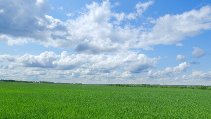 Fototapeta premium The Breathtaking and Lush Green Landscape Under a Spacious Blue Sky Radiates with Fluffy Clouds