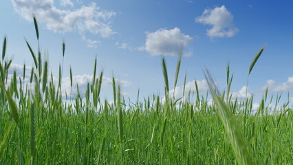 Obraz premium A Beautiful Lush Green Grassland Spreads Out Under a Clear Blue Sky With Fluffy Clouds